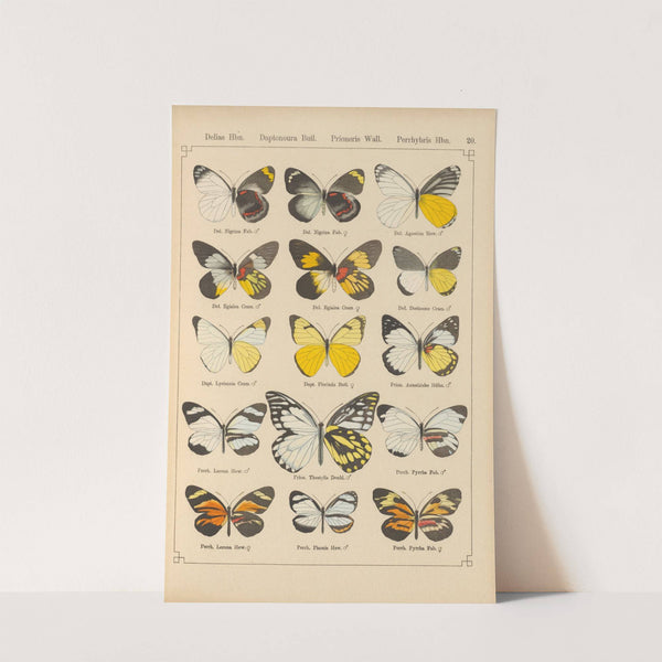 Exotische schmetterlinge Pl.020 by Otto Staudinger