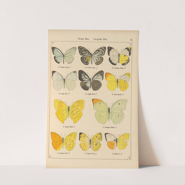 Exotische schmetterlinge Pl.021 by Otto Staudinger