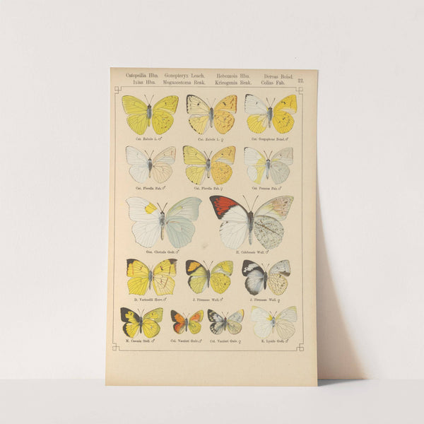 Exotische schmetterlinge Pl.022 by Otto Staudinger