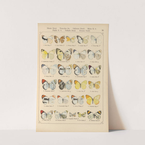 Exotische schmetterlinge Pl.023 by Otto Staudinger