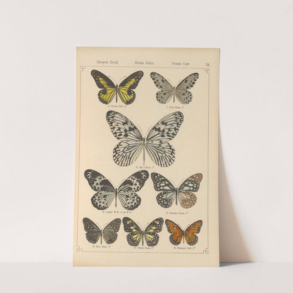 Exotische schmetterlinge Pl.024 by Otto Staudinger