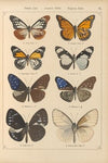 Exotische schmetterlinge Pl.025
