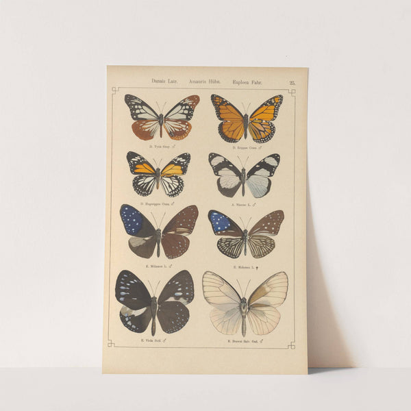 Exotische schmetterlinge Pl.025 by Otto Staudinger