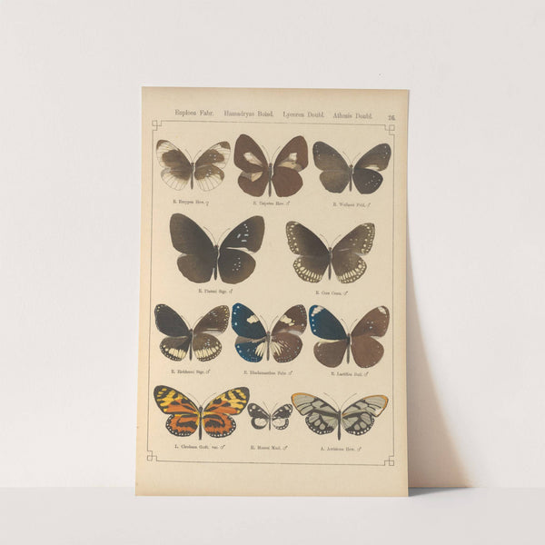 Exotische schmetterlinge Pl.026 by Otto Staudinger
