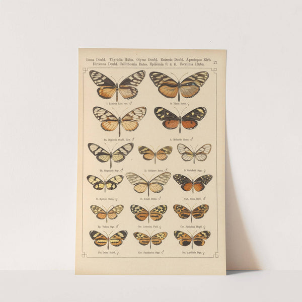 Exotische schmetterlinge Pl.027 by Otto Staudinger