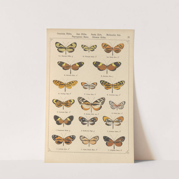 Exotische schmetterlinge Pl.028 by Otto Staudinger