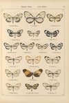 Exotische schmetterlinge Pl.029