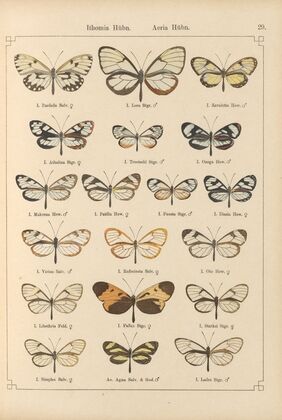 Exotische schmetterlinge Pl.029