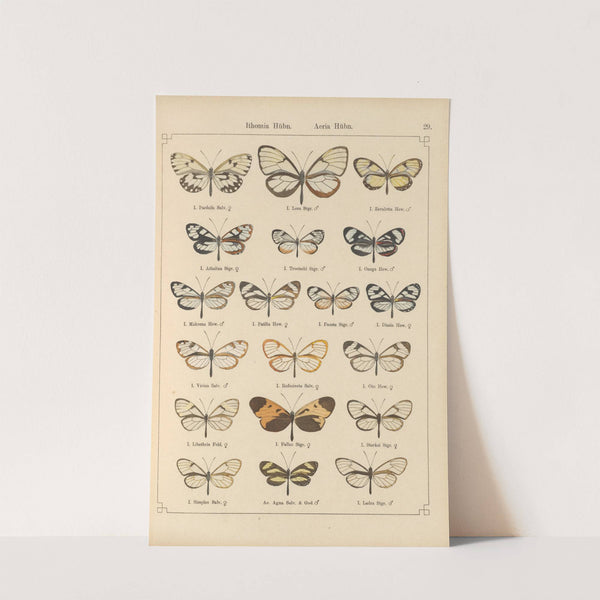 Exotische schmetterlinge Pl.029 by Otto Staudinger