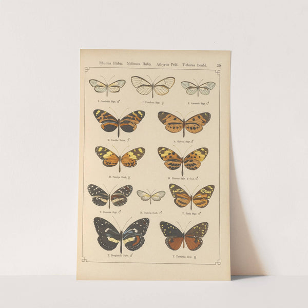 Exotische schmetterlinge Pl.030 by Otto Staudinger