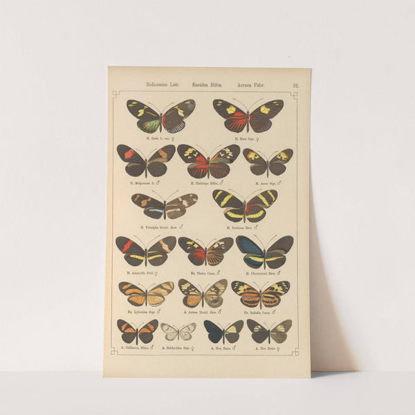 Exotische schmetterlinge Pl.032 by Otto Staudinger