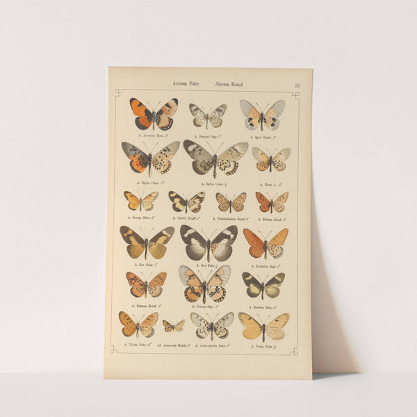 Exotische schmetterlinge Pl.033 by Otto Staudinger