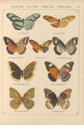 Exotische schmetterlinge Pl.034