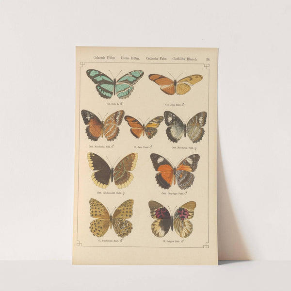 Exotische schmetterlinge Pl.034 by Otto Staudinger