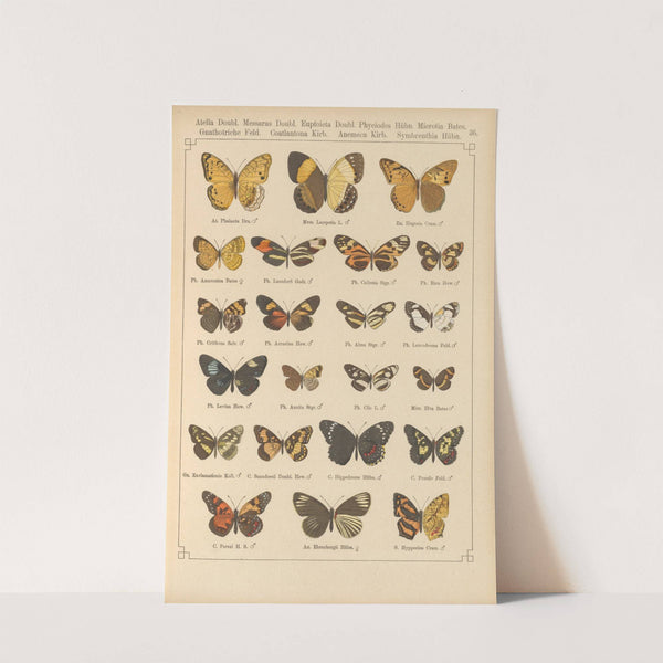 Exotische schmetterlinge Pl.036 by Otto Staudinger