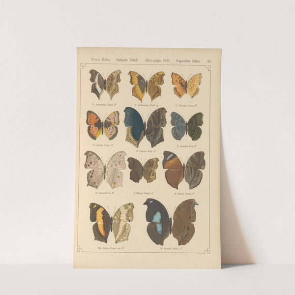 Exotische schmetterlinge Pl.038 by Otto Staudinger