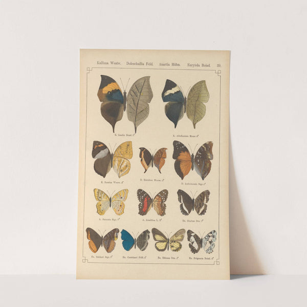 Exotische schmetterlinge Pl.039 by Otto Staudinger