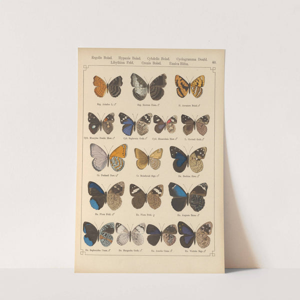 Exotische schmetterlinge Pl.040 by Otto Staudinger