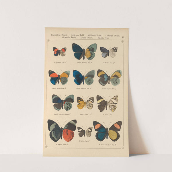 Exotische schmetterlinge Pl.043 by Otto Staudinger