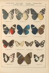 Exotische schmetterlinge Pl.044