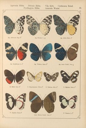 Exotische schmetterlinge Pl.044