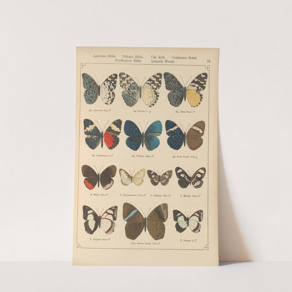 Exotische schmetterlinge Pl.044 by Otto Staudinger