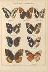 Exotische schmetterlinge Pl.046