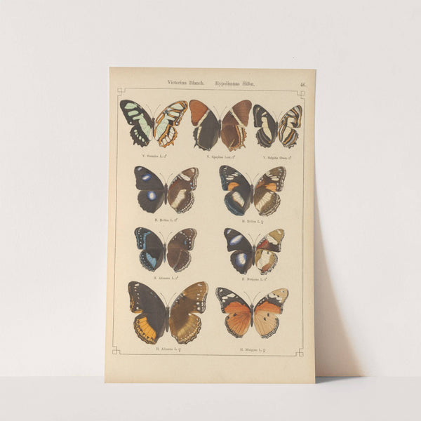 Exotische schmetterlinge Pl.046 by Otto Staudinger