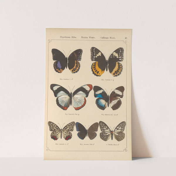 Exotische schmetterlinge Pl.047 by Otto Staudinger