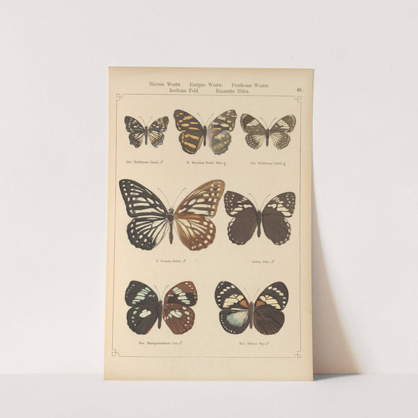 Exotische schmetterlinge Pl.048 by Otto Staudinger