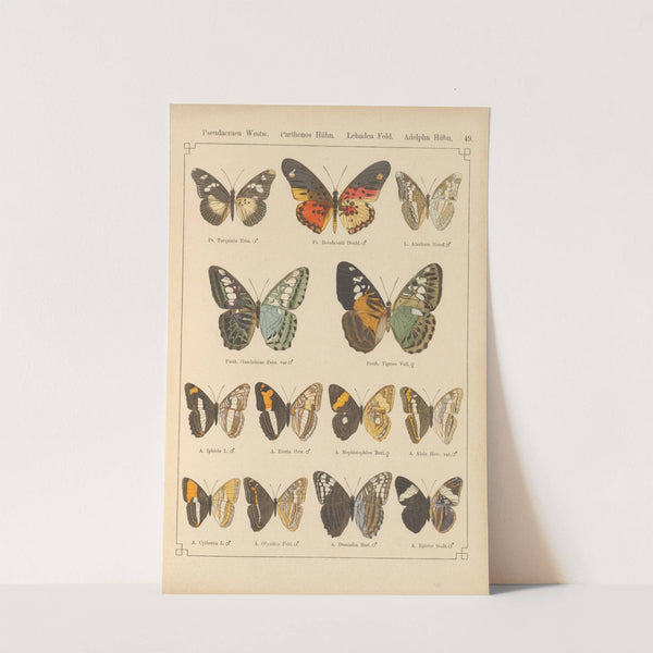 Exotische schmetterlinge Pl.049 by Otto Staudinger