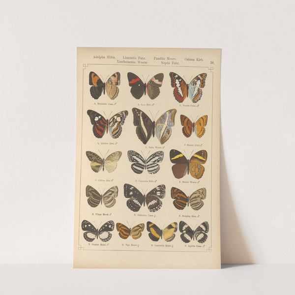 Exotische schmetterlinge Pl.050 by Otto Staudinger