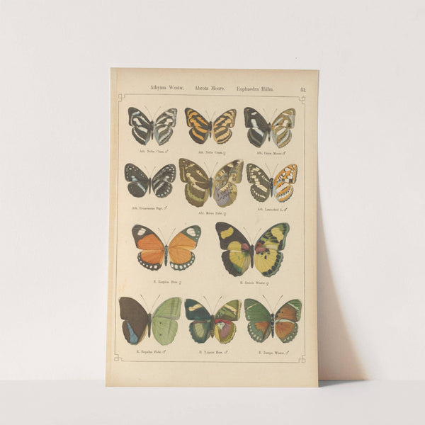 Exotische schmetterlinge Pl.051 by Otto Staudinger