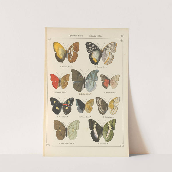 Exotische schmetterlinge Pl.053 by Otto Staudinger