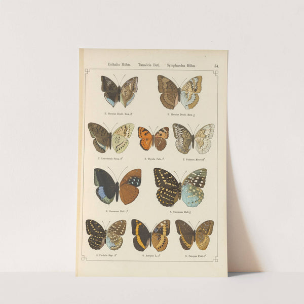 Exotische schmetterlinge Pl.054 by Otto Staudinger