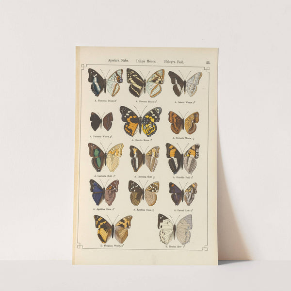 Exotische schmetterlinge Pl.055 by Otto Staudinger