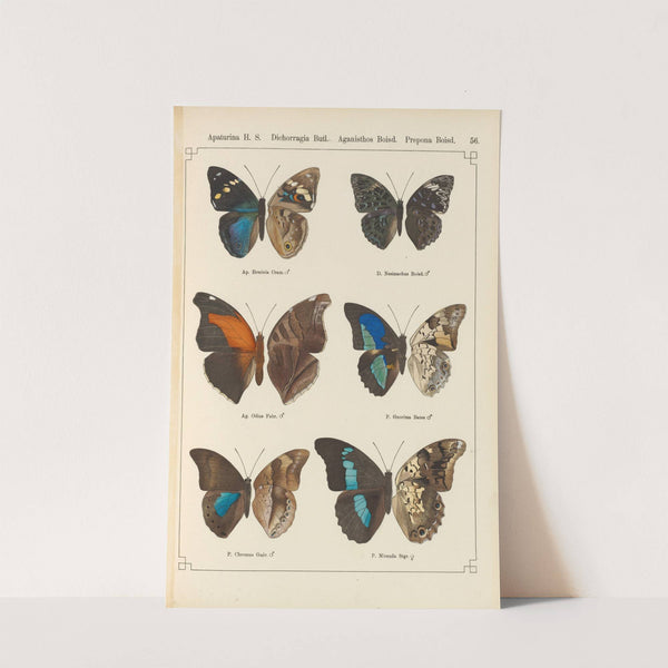 Exotische schmetterlinge Pl.056 by Otto Staudinger