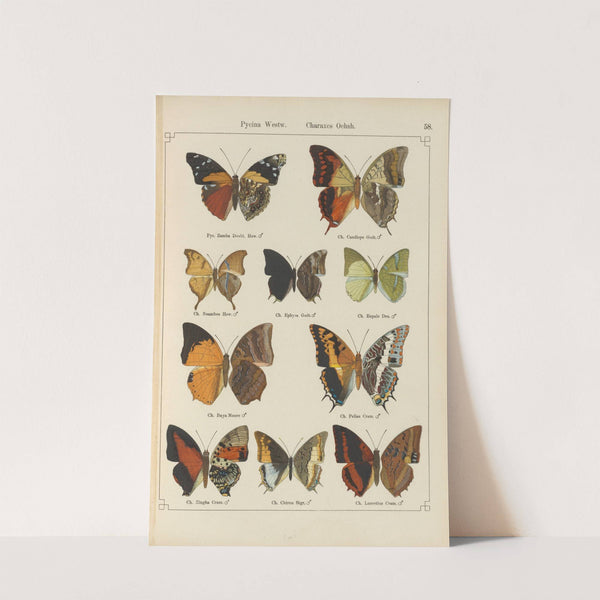 Exotische schmetterlinge Pl.058 by Otto Staudinger