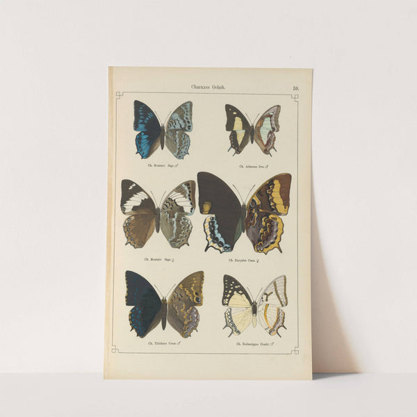 Exotische schmetterlinge Pl.059 by Otto Staudinger