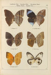 Exotische schmetterlinge Pl.063