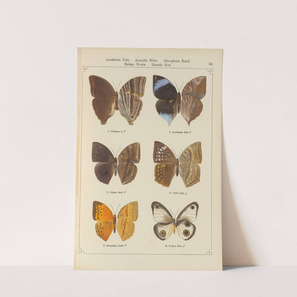 Exotische schmetterlinge Pl.063 by Otto Staudinger