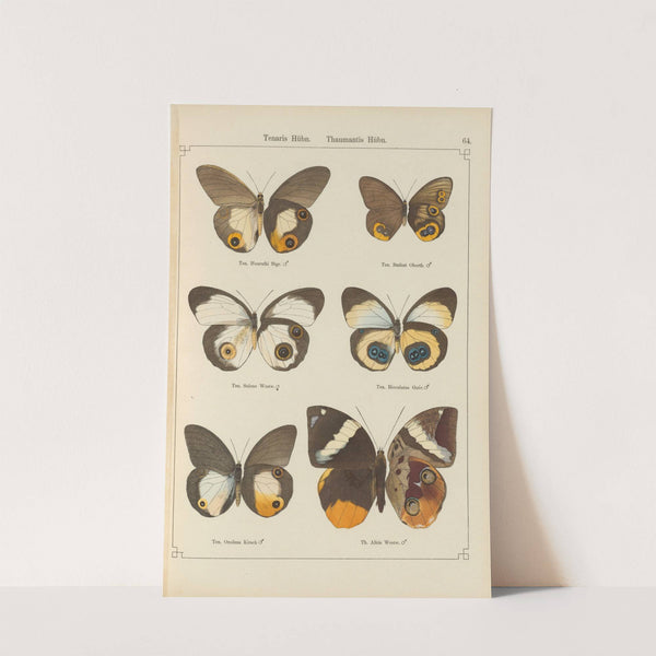 Exotische schmetterlinge Pl.064 by Otto Staudinger