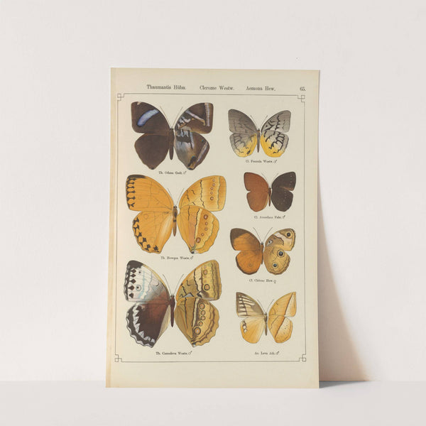 Exotische schmetterlinge Pl.065 by Otto Staudinger