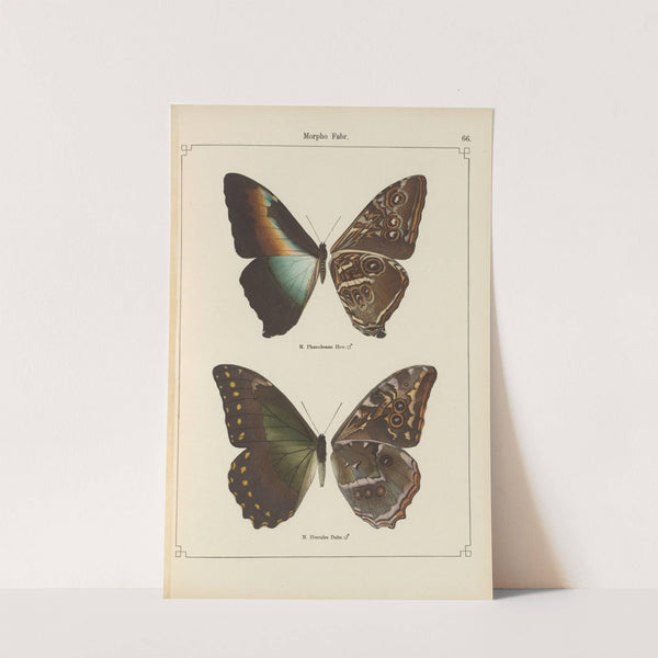 Exotische schmetterlinge Pl.066 by Otto Staudinger