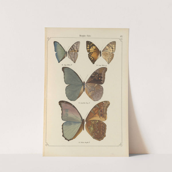 Exotische schmetterlinge Pl.067 by Otto Staudinger