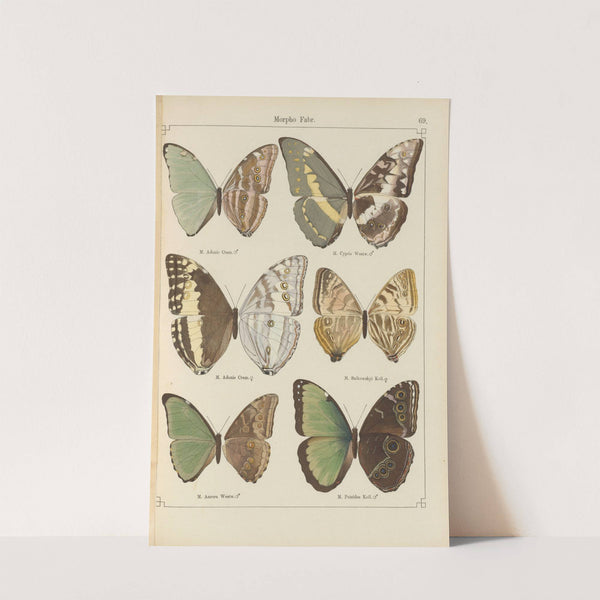 Exotische schmetterlinge Pl.069 by Otto Staudinger