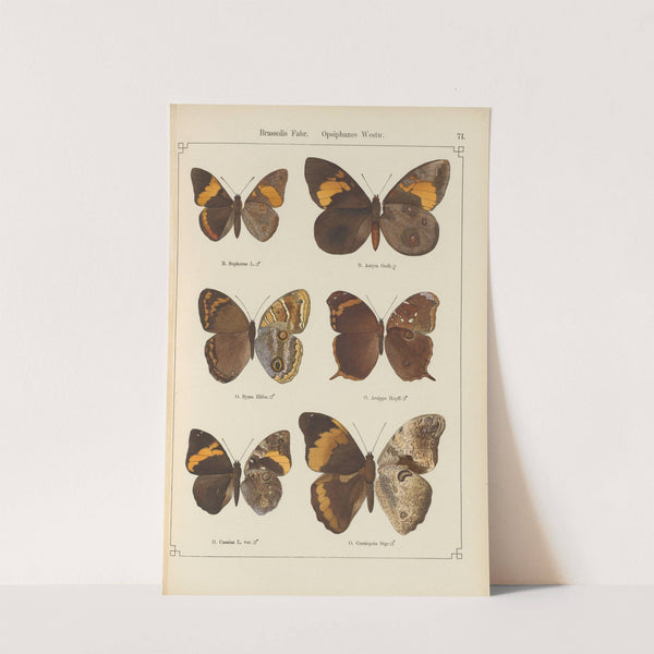 Exotische schmetterlinge Pl.071 by Otto Staudinger