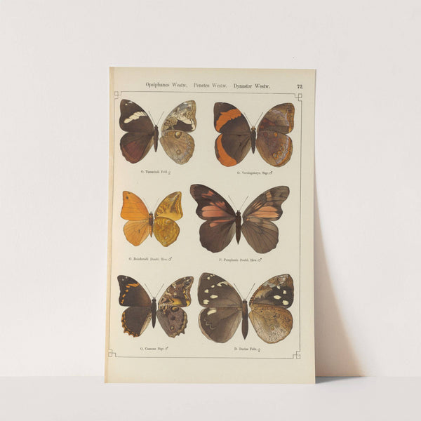 Exotische schmetterlinge Pl.072 by Otto Staudinger