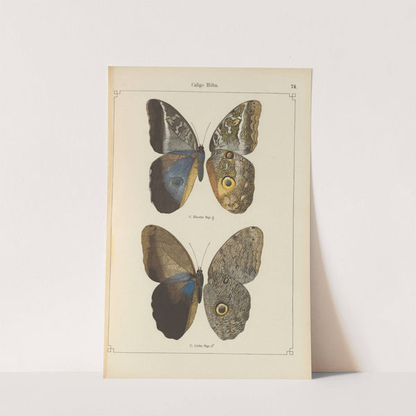 Exotische schmetterlinge Pl.074 by Otto Staudinger