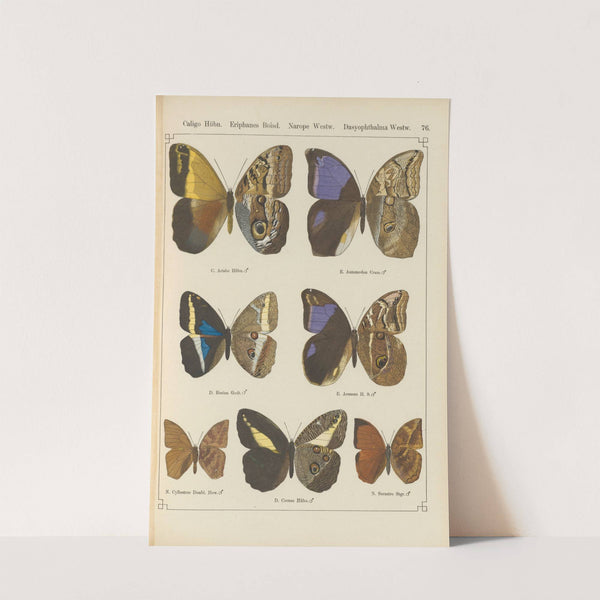 Exotische schmetterlinge Pl.076 by Otto Staudinger